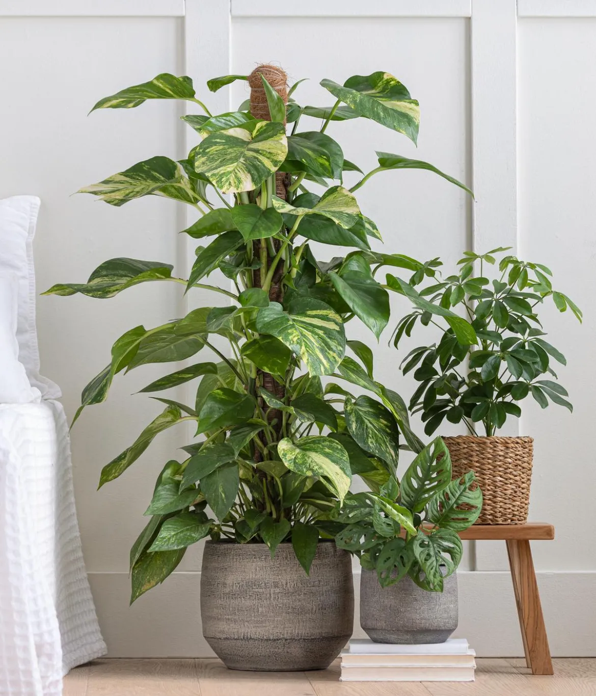 Strahlenaralie - Schefflera arboricola 'Nora'