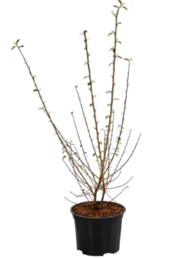 Strauchmispel