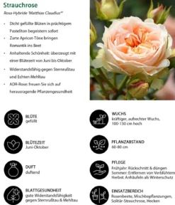 Strauchrose 'Matthias Claudius®'