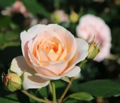 Strauchrose 'Matthias Claudius®'