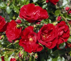 Strauchrose 'Paprika®'