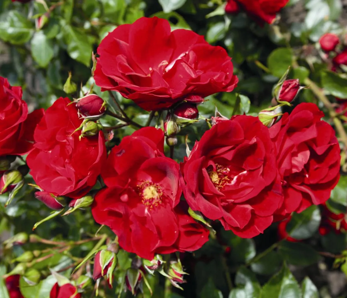 Strauchrose 'Paprika®'