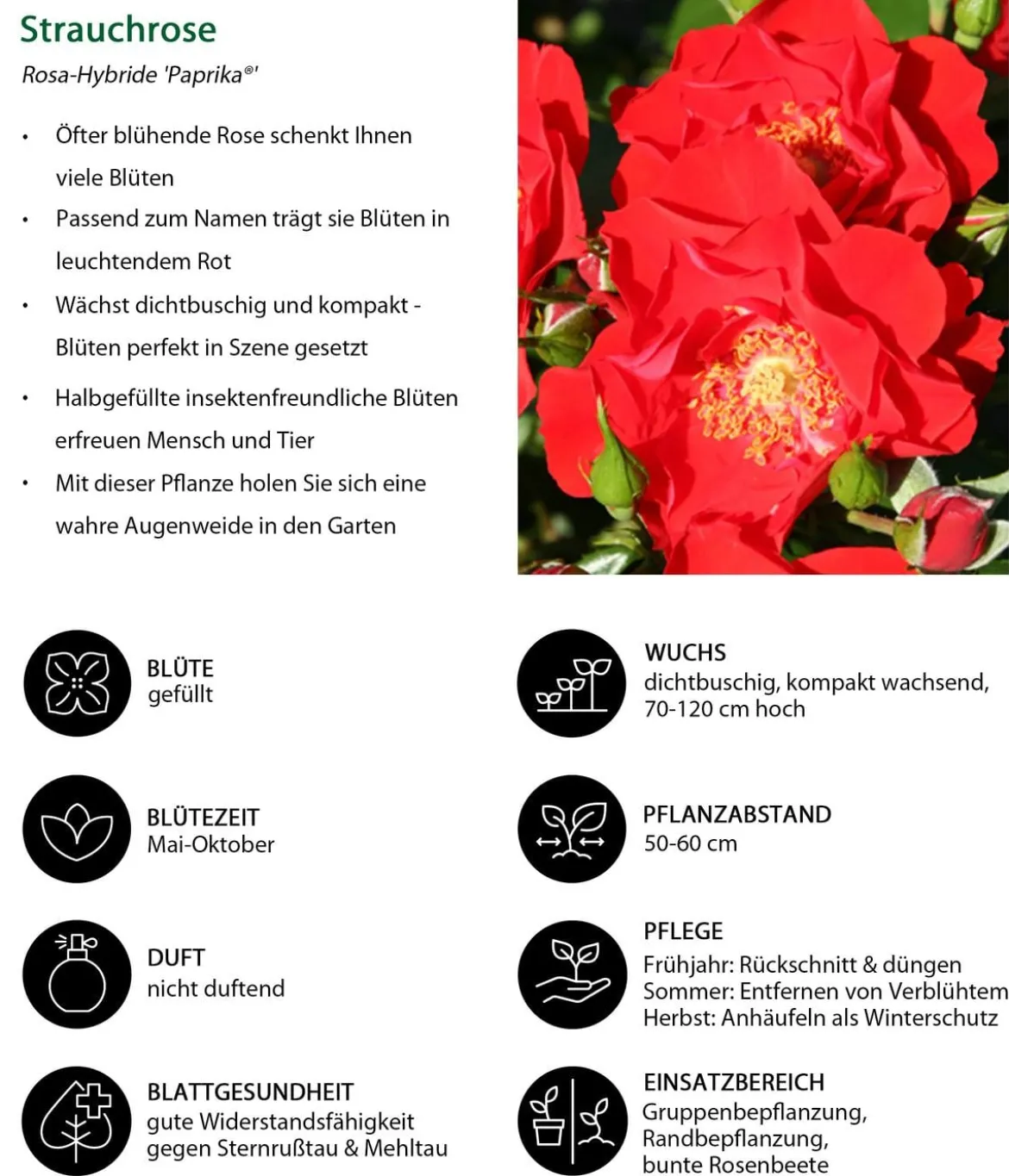 Strauchrose 'Paprika®'