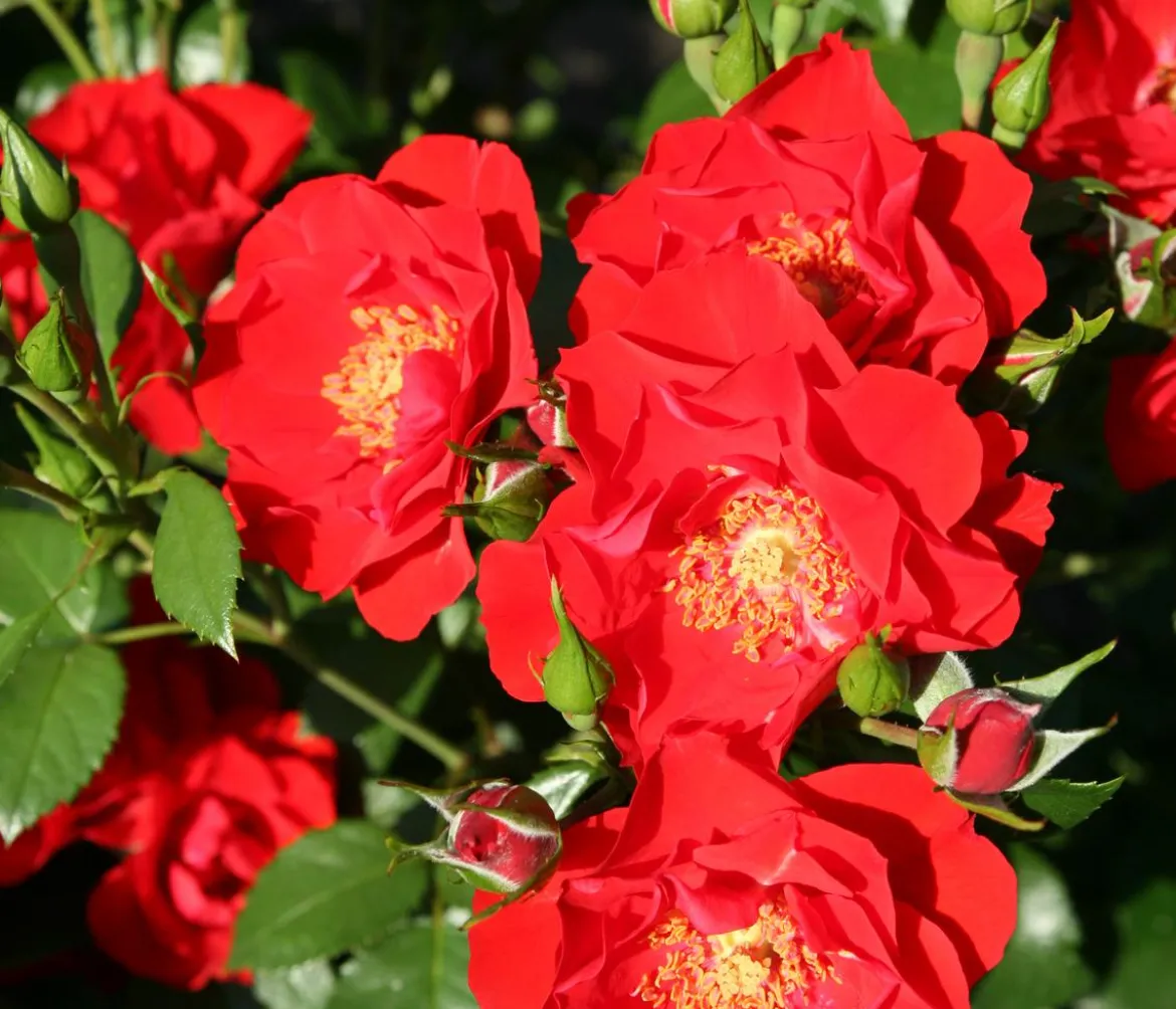 Strauchrose 'Paprika®'