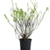 Strauch-Spiere 'Snowmound'