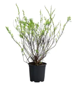 Strauch-Spiere 'Snowmound'