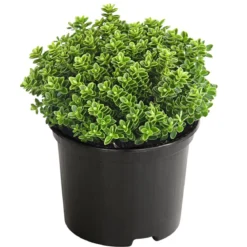 Strauchveronika 'Green Globe'