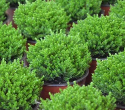 Strauchveronika 'Green Globe'
