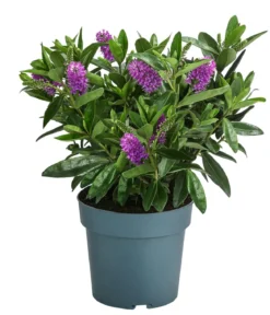 Strauchveronika, 2L