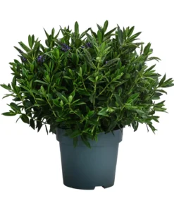 Strauchveronika, 2L