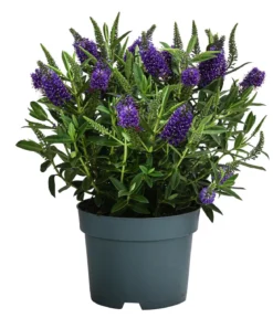 Strauchveronika, 2L