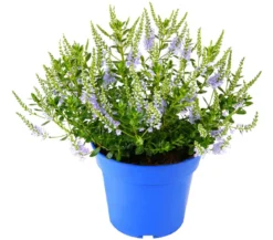 Strauchveronika 'Margret'