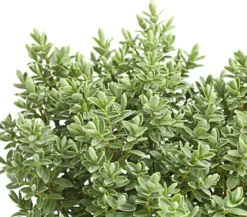 Strauchveronika 'Pagei'