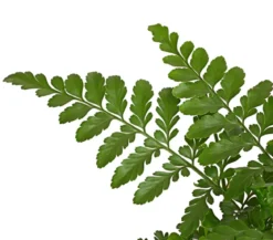 Streifenfarn - Asplenium dimorphum 'Parvati'