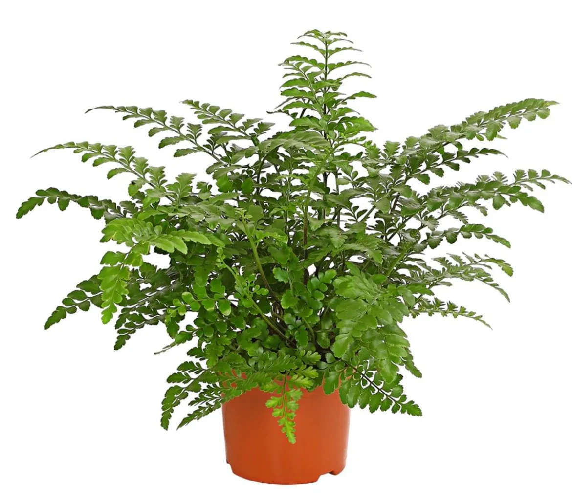 Streifenfarn - Asplenium dimorphum 'Parvati'