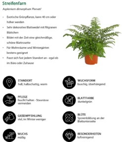 Streifenfarn - Asplenium dimorphum 'Parvati'