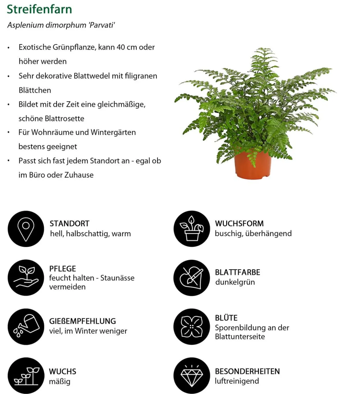 Streifenfarn - Asplenium dimorphum 'Parvati'