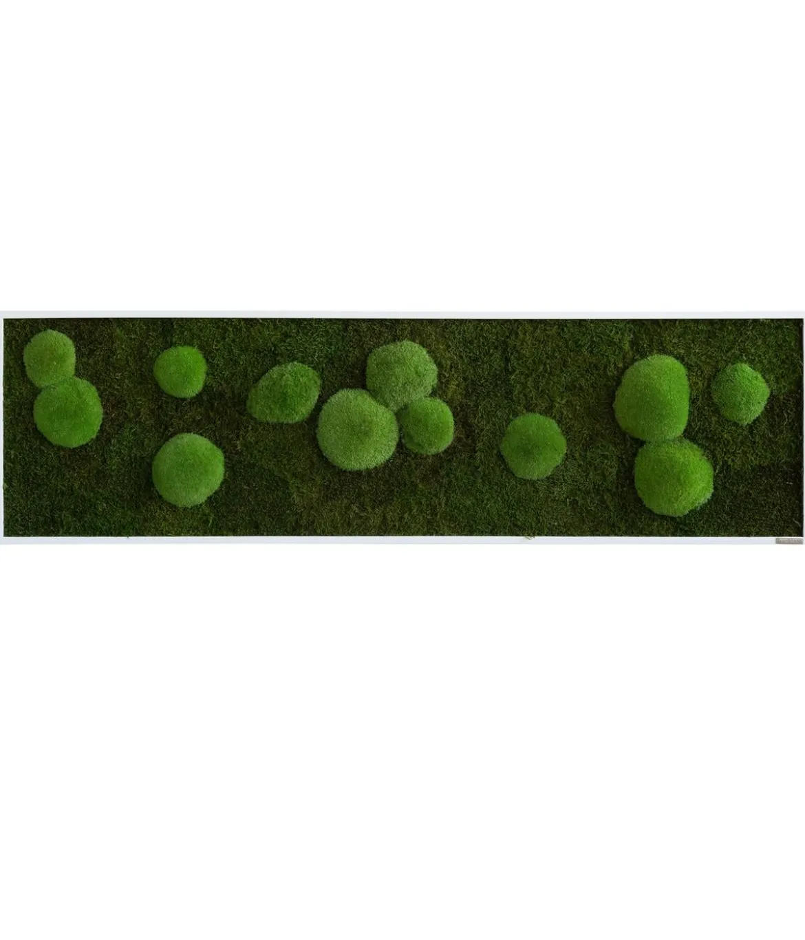 styleGREEN Bild aus Wald- und Kugelmoos, rechteckig, ca. B140/H40/T6 cm