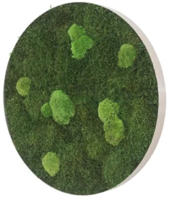 styleGREEN Bild aus Wald- und Kugelmoos, kreisförmig, ca. Ø54 cm