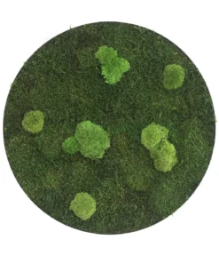 styleGREEN Bild aus Wald- und Kugelmoos, kreisförmig, ca. Ø80 cm