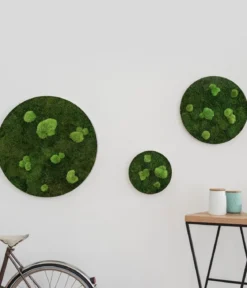styleGREEN Bilder-Set aus Wald- und Kugelmoos, kreisförmig, 3-teilig