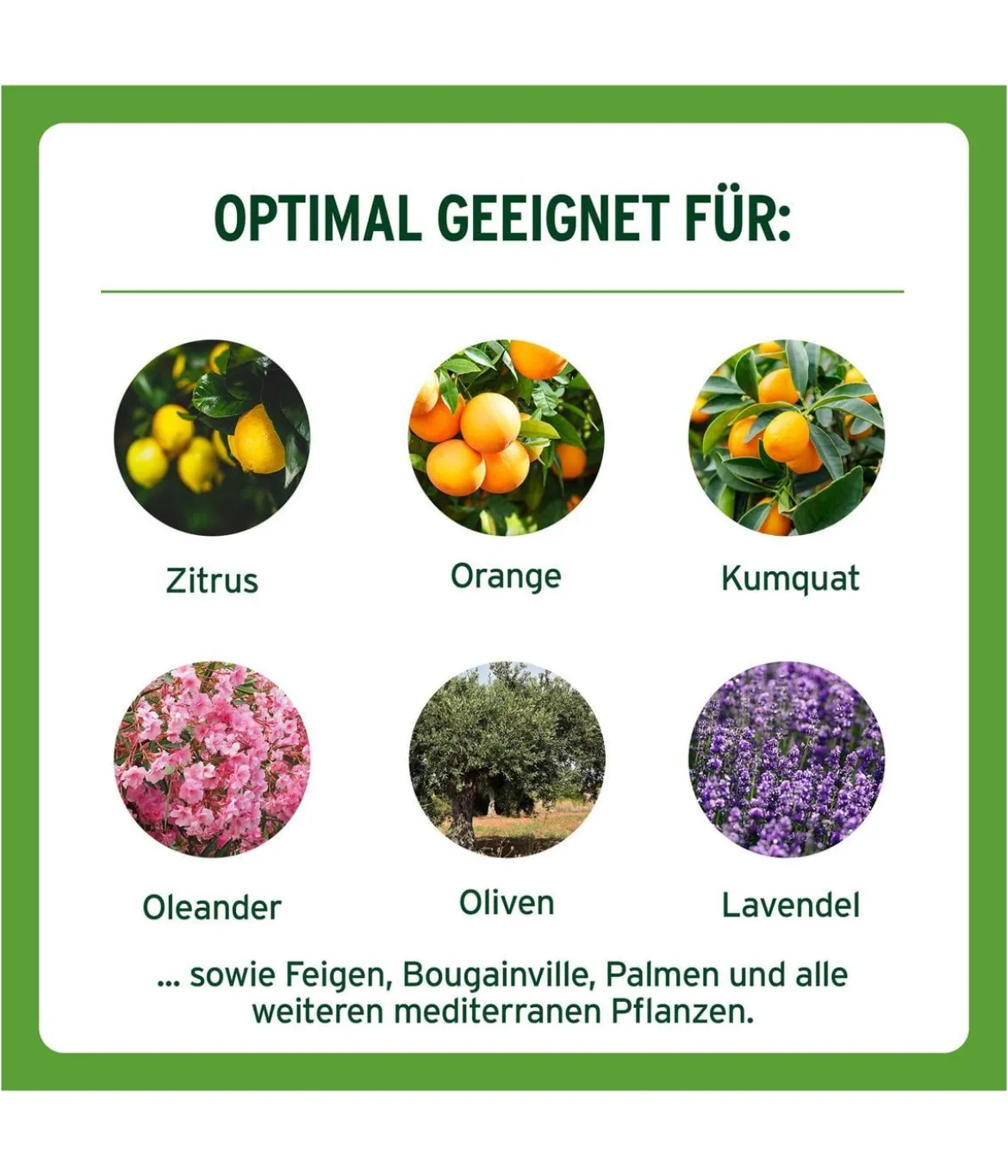 Substral® Langzeit Depotdünger für Zitrus- & mediterrane Pflanzen, 750 g