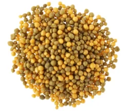 Substral® Langzeit Depotdünger Buchs & Hecken, 1,5 kg
