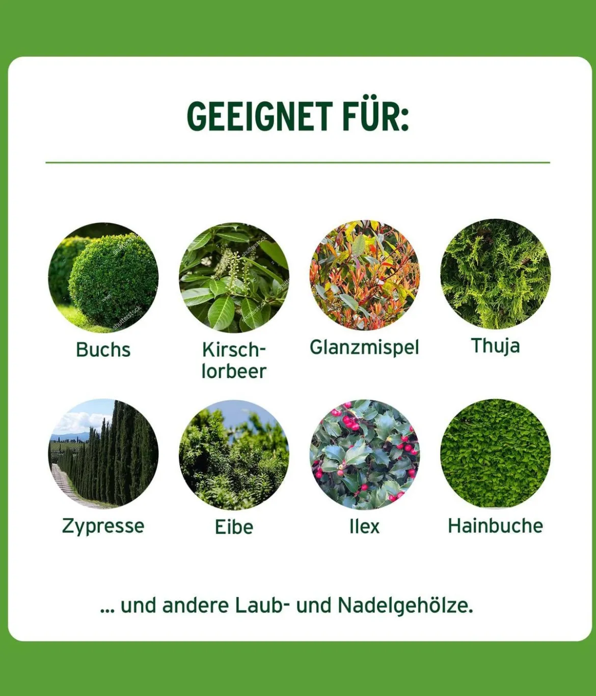 Substral® Langzeit Depotdünger Buchs & Hecken, 1,5 kg