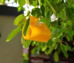 Substral® Naturen® Kirsch- & Walnussfruchtfliegen Fallensystem, 3 Stk.
