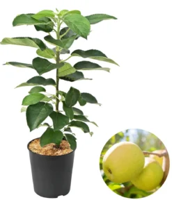 Säulenapfel 'Goldcats'