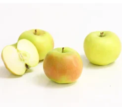 Säulenapfel 'Rhapsodie'