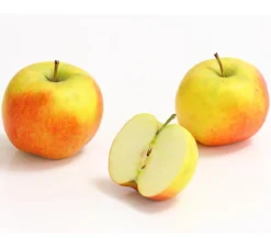Säulenapfel 'Rondo'
