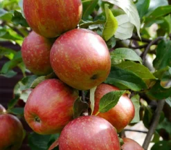 Säulenapfel 'Starcats'