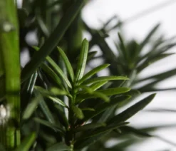 Säulen-Eibe 'Fastigiata Robusta'