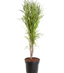 Säulen-Faulbaum - Farnblättriges Pulverholz 'Fine Line'®