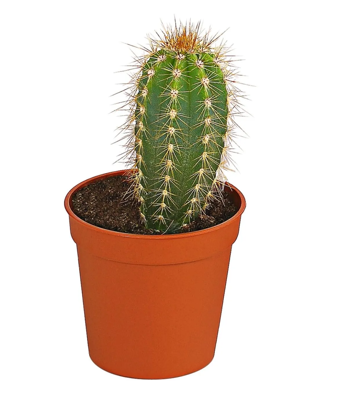 Säulenkaktus - Cereus peruvianus, verschiedene Sorten