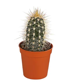 Säulenkaktus - Cereus peruvianus, verschiedene Sorten