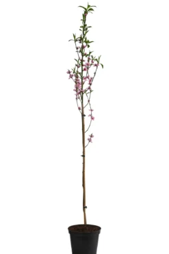 Säulennektarine 'Fantasia'