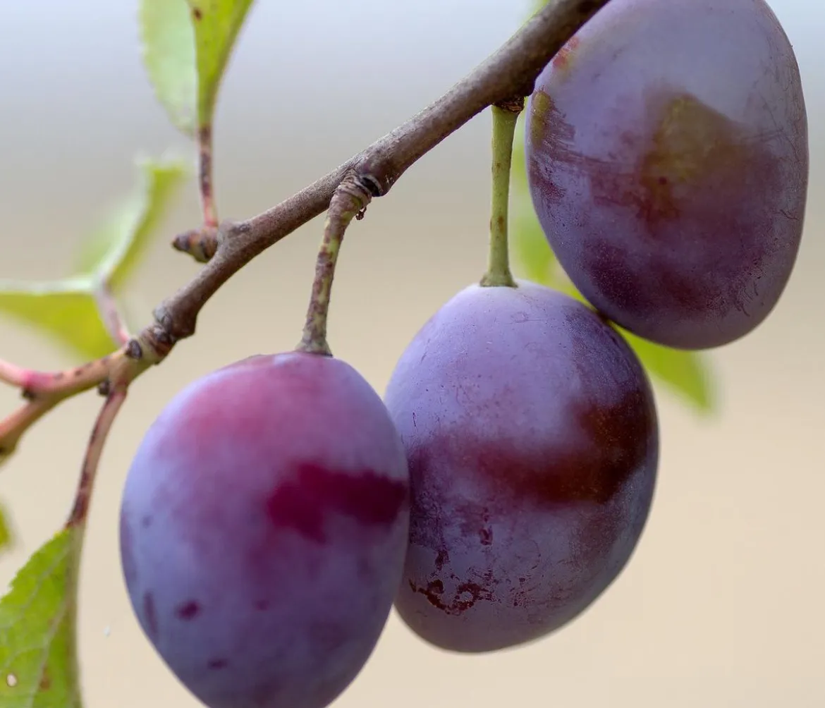 Säulenpflaume 'Marika'