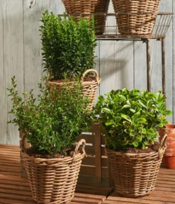 Säulen-Spindelstrauch 'Green Rocket'