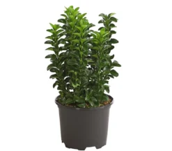 Säulen-Spindelstrauch 'Green Rocket'