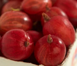 Säulen-Stachelbeere 'Spinefree'