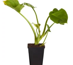 Sumpfcalla