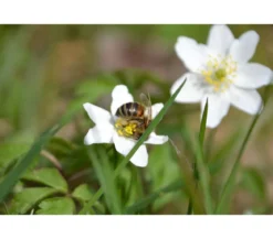 Sumpfdotterblume