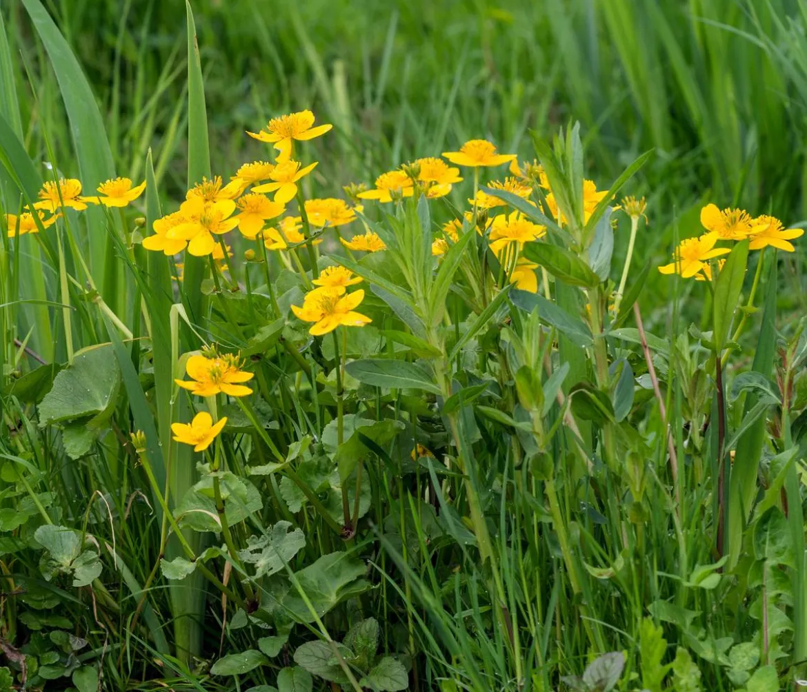 Sumpfdotterblume