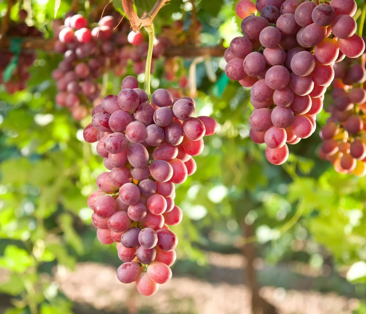 Tafeltraube 'Crimson Seedless'