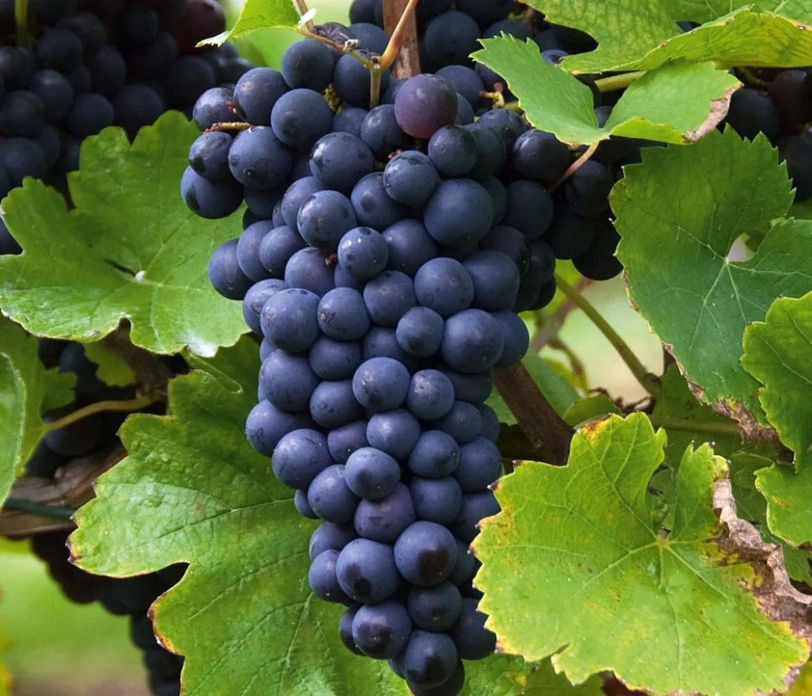 Tafeltraube 'Erdbeertraube'