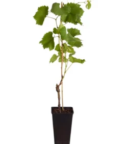 Tafeltraube 'Erdbeertraube'