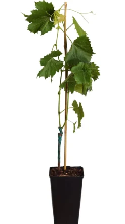 Tafeltraube 'Georg'