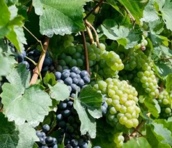 Tafeltraube, kernlos, verschiedene Sorten